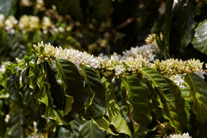 Cafés especiais do Brasil terão proteção na UE contra imitação e produtores querem alavancar vendas