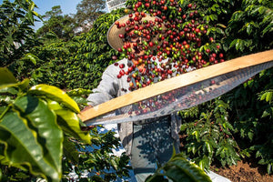 Clima e altitude favorecem cafés especiais na Alta Mogiana