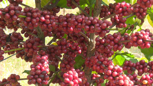 Dia Nacional do Café é marcado por ação de valorização das origens produtoras mineiras