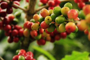 Montanhas do Espírito Santo conquista selo de Denominação de Origem para café