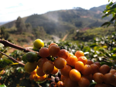 Lançado o Selo de Denominação de Origem dos cafés especiais do Caparaó