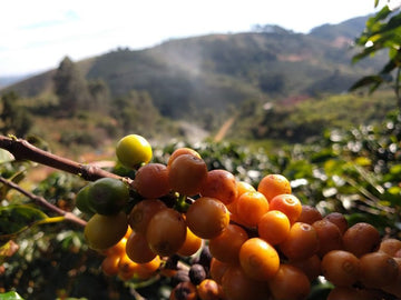 Lançado o Selo de Denominação de Origem dos cafés especiais do Caparaó