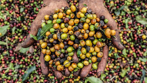 Agricultores capixabas descobrem a “fórmula” do café perfeito